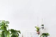 家庭綠植如何擺放更出彩？