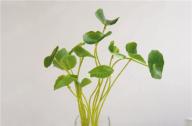 水培植物如何安全過(guò)冬